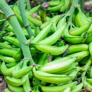 Plantain